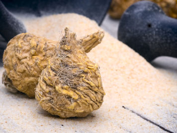 Gesundes Nahrungsergänzungsmittel aus der Maca-Pflanze Maca Wurzel